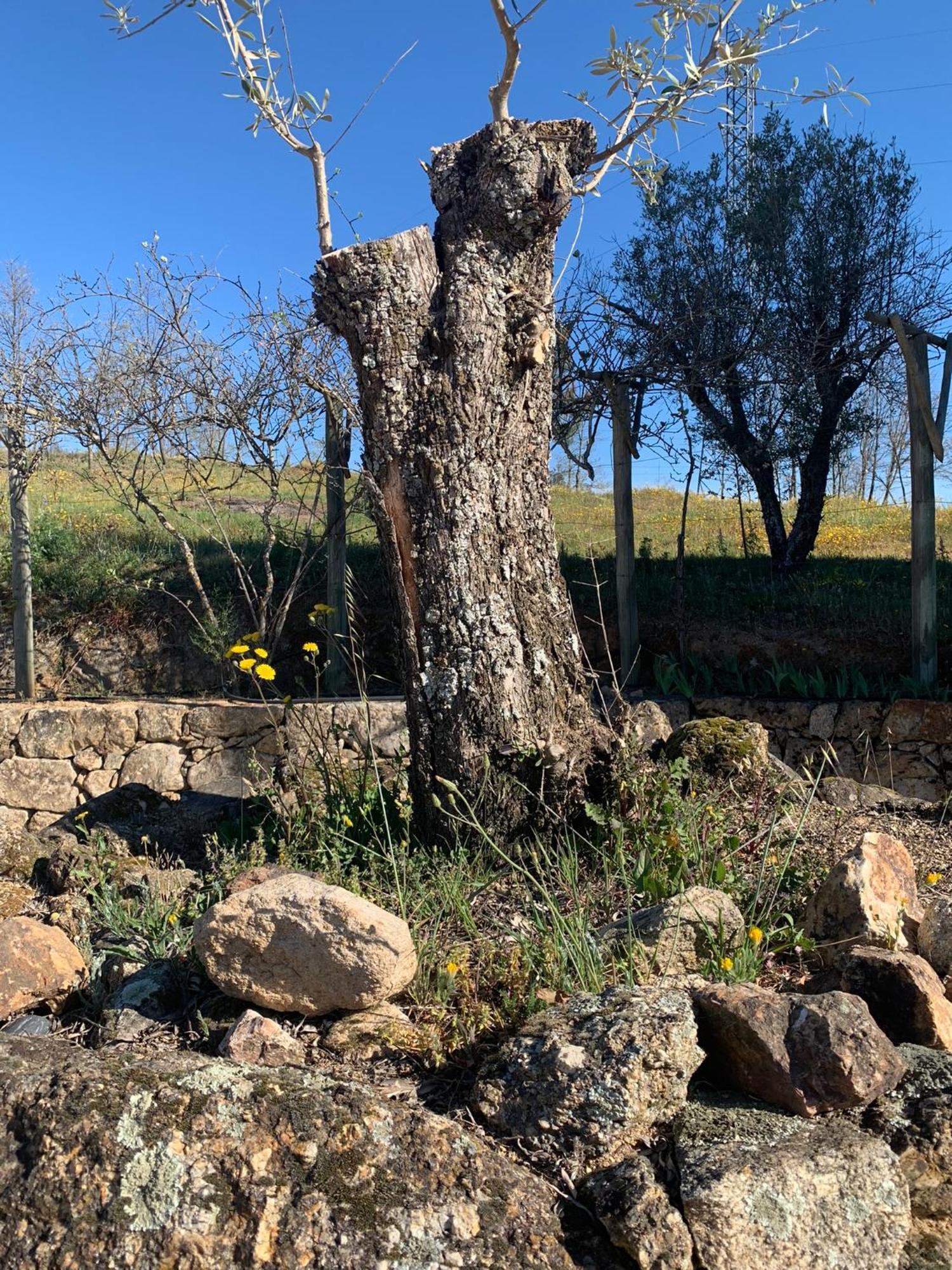 Quinta Dos Cedros L Turismo Rural Covilha Bagian luar foto